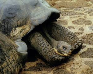 Galopagos turtle